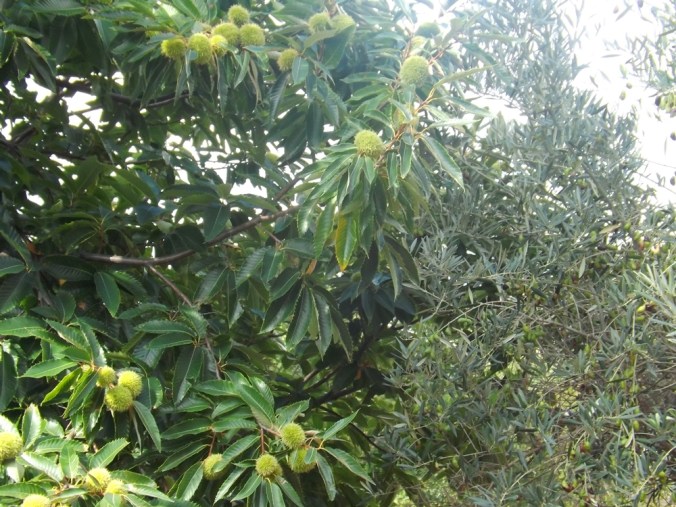 chataîgnier et olivier