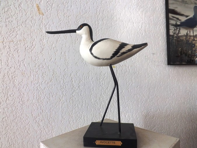 avocette