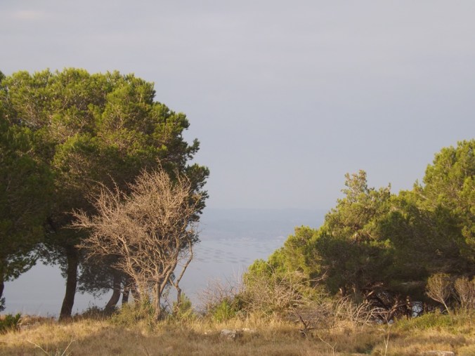 etang de thau vu a travers les arbres de la foret domaniale des pierres blanches a sete