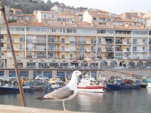 mouette mole st louis sete