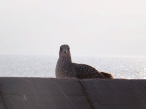 oiseau mole st louis sete