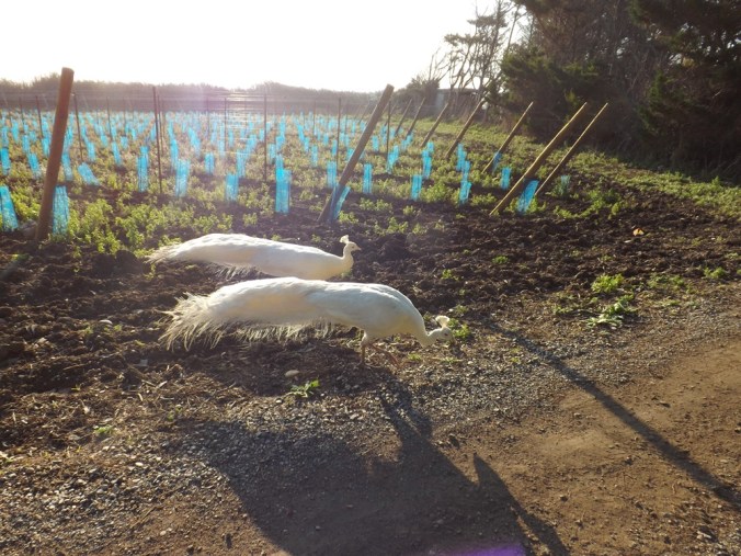 deux paons a Maguelonne