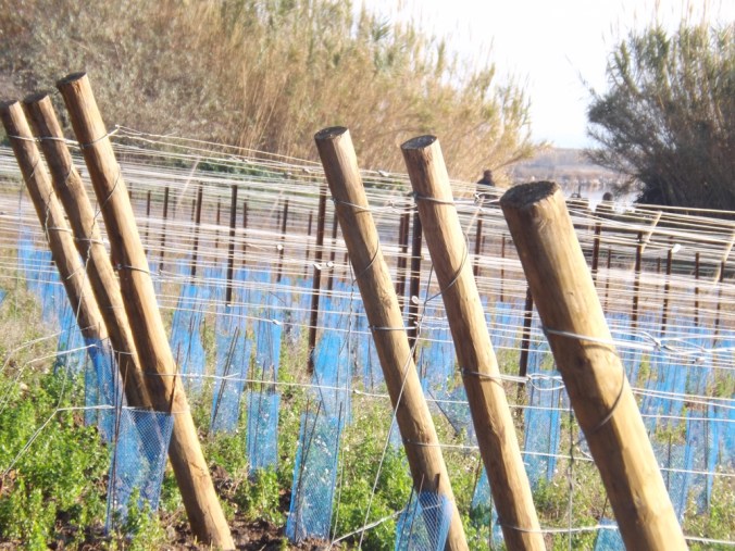 exercice ouverture du diaprhagme piquets Maguelonne