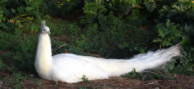paon blanc couche dans l'herbe a maguelonne