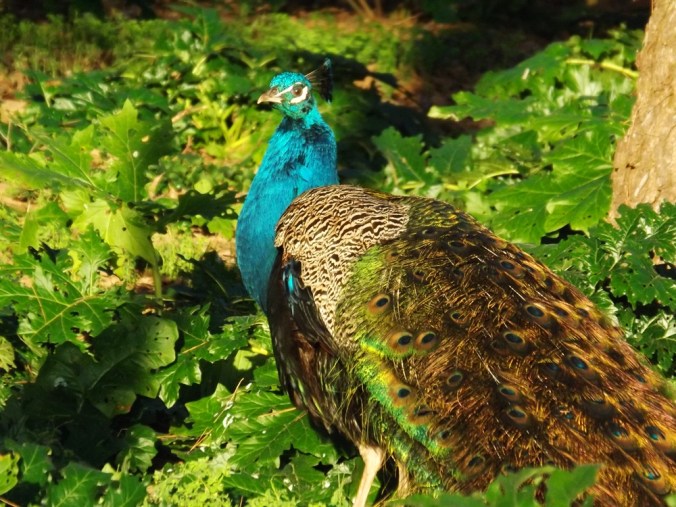 paon bleu et vert a Maguelonne