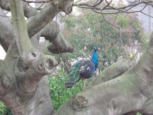 paon dans l'arbre a Maguelonne