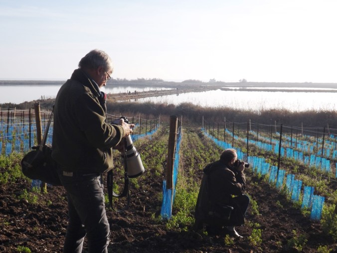 prises de vues par Dominique etangs de Maguelonne
