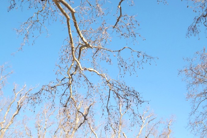 branches de platanes villeneuvette