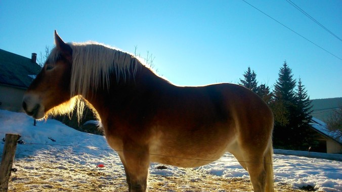 cheval dans une ferme du Vercors