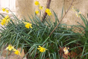 fleurs rue colbert villeneuvette
