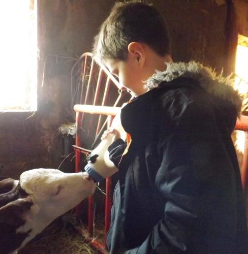 franck donne le biberon à une jeune veau dans une ferme du vercors