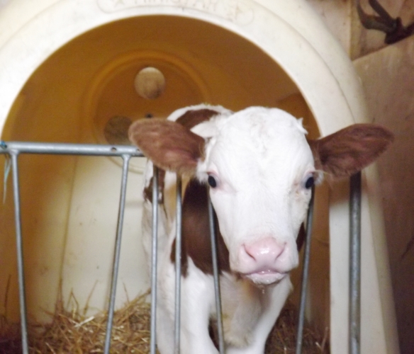 jeune veau dans une ferme du vercors