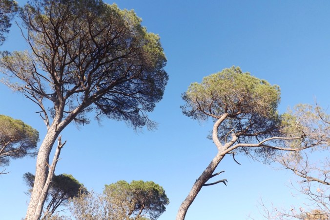 pins parasol garrigue villeneuvette