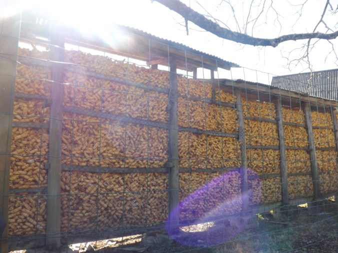 stock de maïs pour les poules