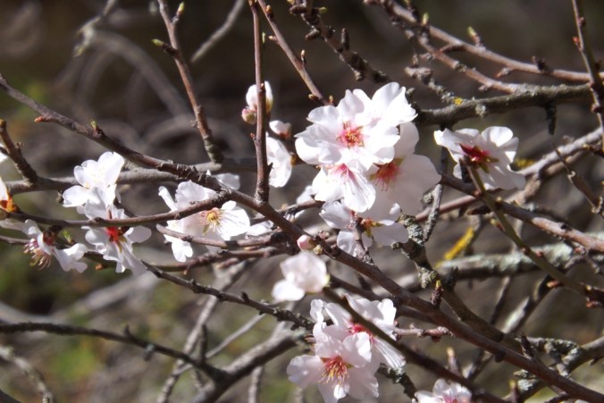 amandiers en fleurs mont saint loup Agde