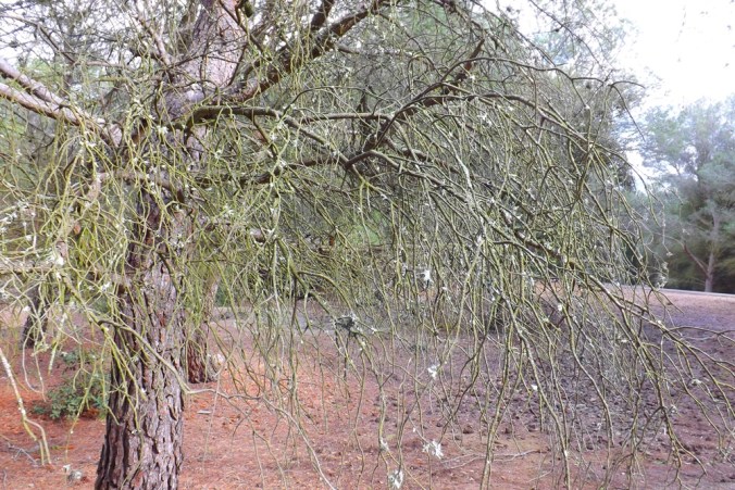 arbre mont saint loup agde