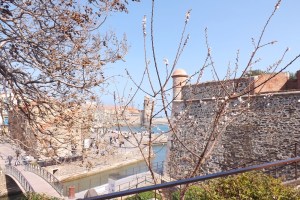 arbres en fleurs vue sur baie de collioure