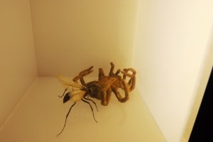 araignee mangee par un insecte micropolis