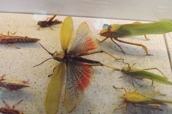 criquets et sauterelles micropolis