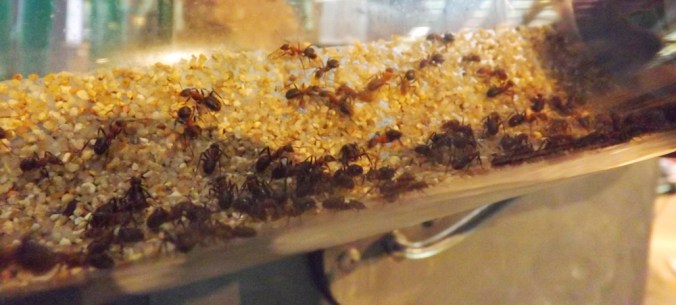 fourmis tuyaux micropolis