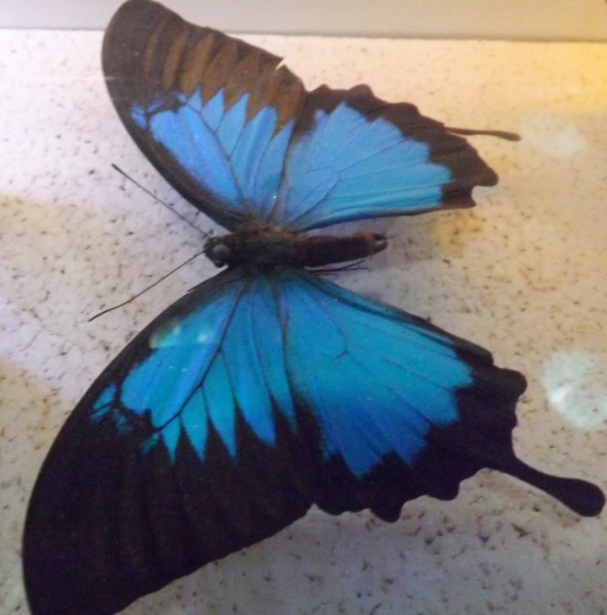 papillon bleu et noir micropolis