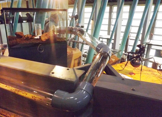 salle des fourmis micropolis