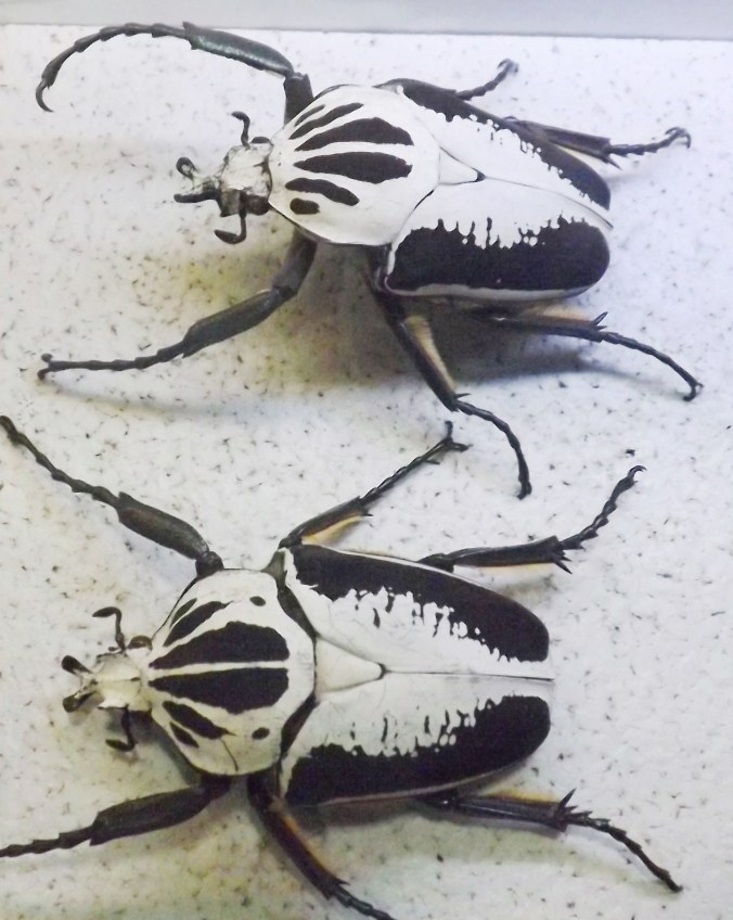 scarabees noir et blanc micropolis