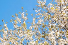arbre en fleurs aveyron