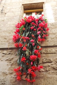 fleurs rouges fenetre pezenas