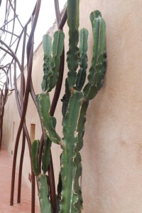 cactus mucem