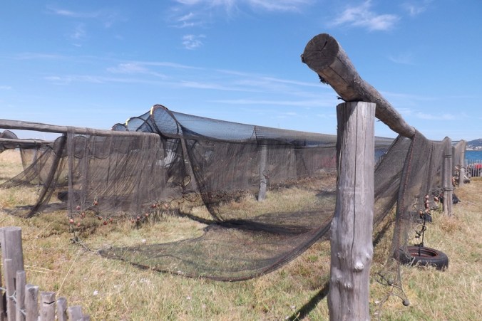 filets de peche meze