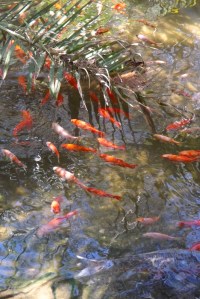 poissons rouges parc dino meze