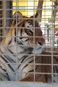 tigre cage cirque