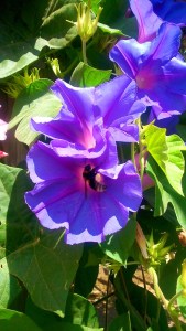 abeille butine fleur