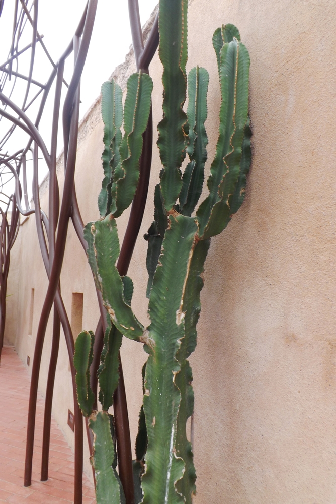 cactus-mucem