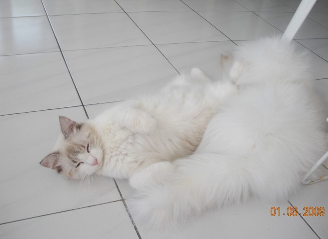 chat-blanc