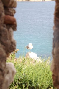 goeland-if-marseille