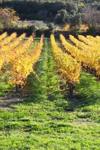 vignes