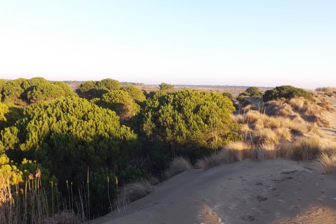 massif-dunaire-espiguette