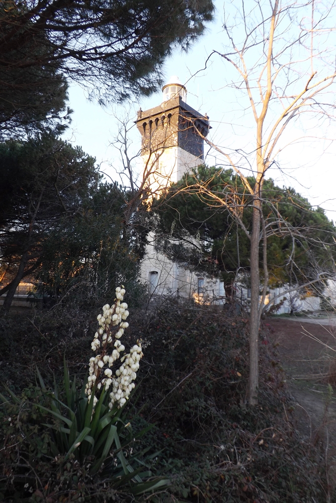 phare-espiguette-et-fleurs