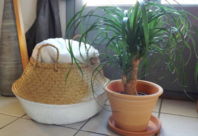 panier-et-plante
